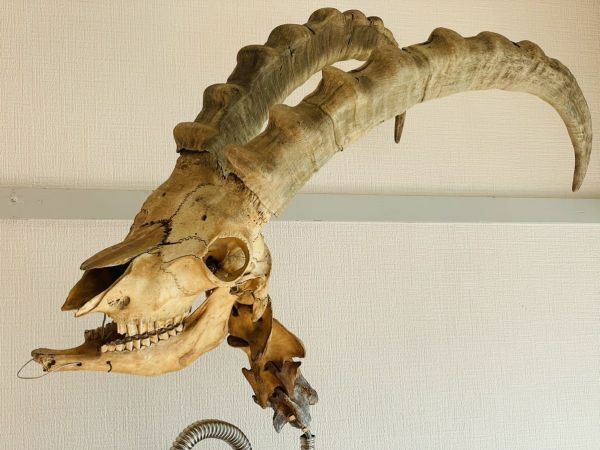 手渡し限定 アイベックス 下顎 頸椎 ハンティングトロフィー 標本 骨格標本 頭骨 頭蓋骨 パキスタン カラコルム キンヤン氷河 現状品