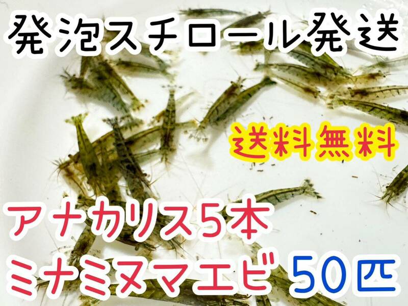 【送料無料 発泡スチロール 保冷】アナカリス5本とミナミヌマエビ50匹のセット メダカや肉食魚の餌 苔取り 国内どこでも発送OK