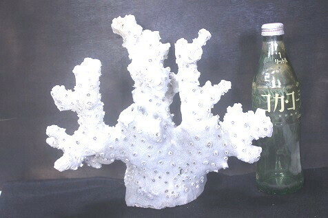 白珊瑚、置物、美術工芸の素材　重さ8,5kg