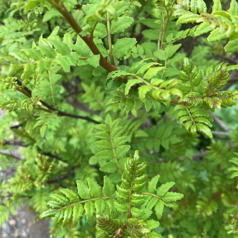 山椒　新芽