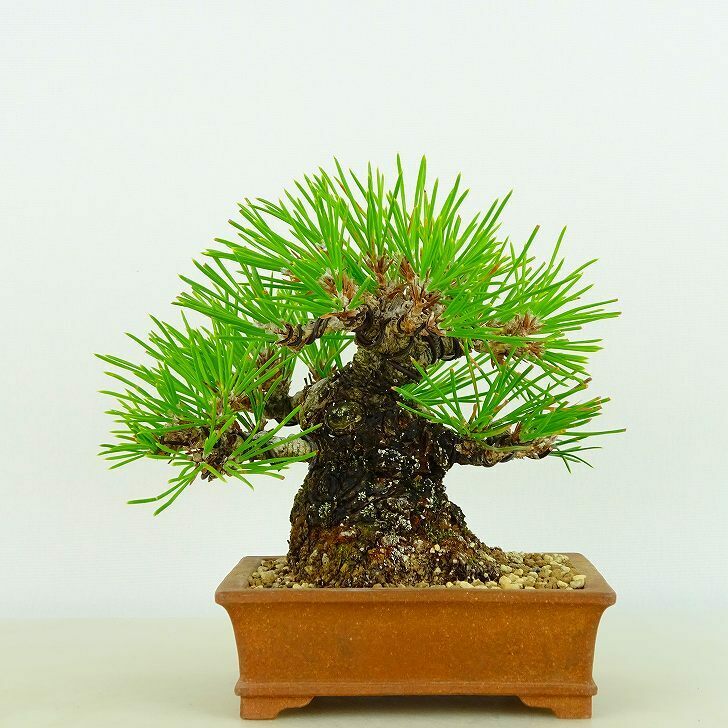 盆栽 松 黒松 樹高 約10cm くろまつ 高級盆栽 Pinus thunbergii クロマツ マツ科 常緑針葉樹 観賞用 小品 現品