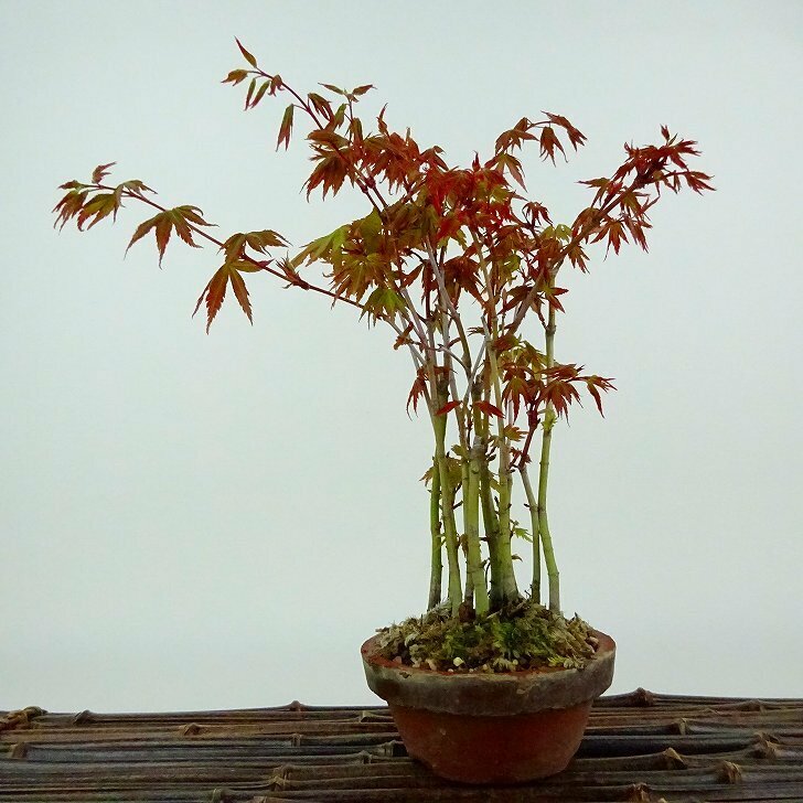 盆栽 紅葉 樹高 約23cm もみじ Acer palmatum モミジ 実生 カエデ科 落葉樹 観賞用 現品