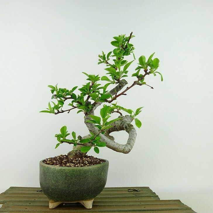 盆栽 深山 海棠 樹高 約20cm かいどう Malus micromalus カイドウ バラ科 落葉樹 観賞用 小品 現品