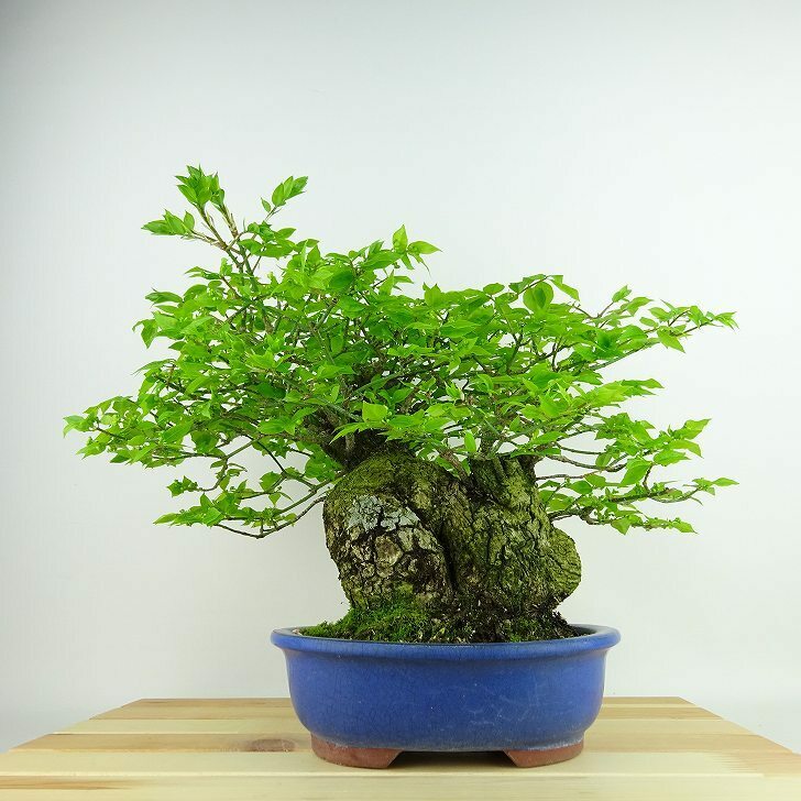 盆栽 こまゆみ 樹高 約32cm Euonymus alatus form ciliatodentatus コマユミ ニシキギ科 落葉広葉樹 観賞用 現品