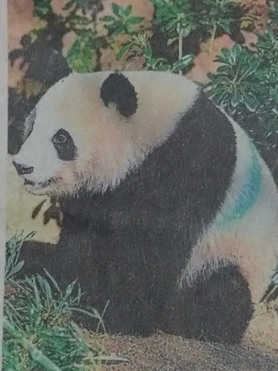 双子の雄のパンダ シャオシャオ/上野動物園 雌のレイレイ 展示開始　静岡新聞2024年4/9掲載 特集記事4つ折り発送