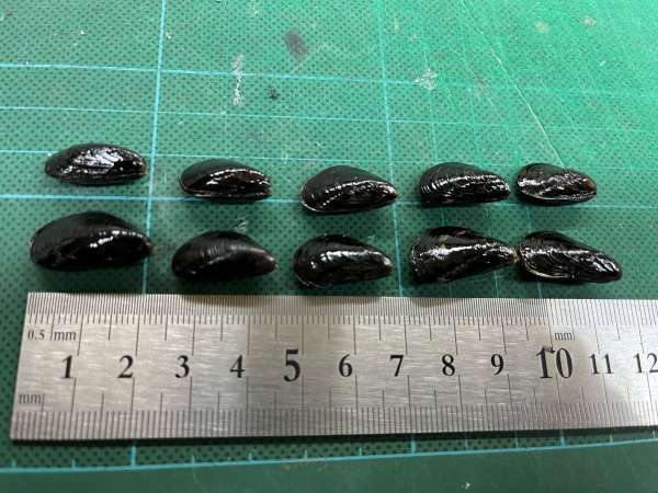 黒鯛 イガイルアー（ミニ）10個セット