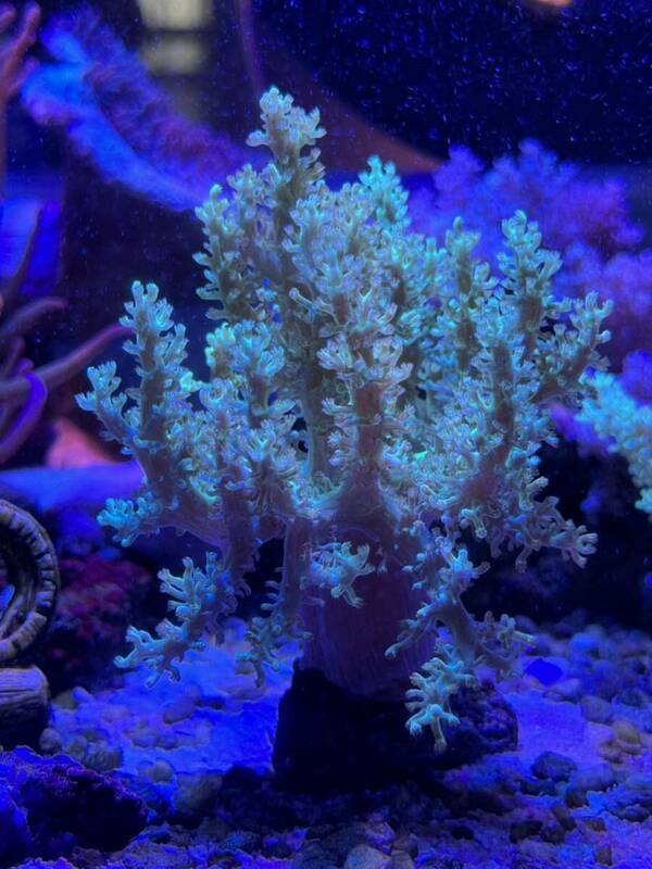 サンゴ カワラフサトサカ 蛍光グリーン　Lサイズ ソフトコーラル
