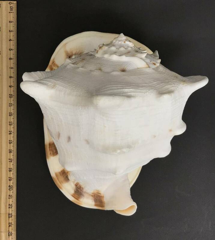 N295 貝殻 標本 トウカムリガイ 貝 約188㎜