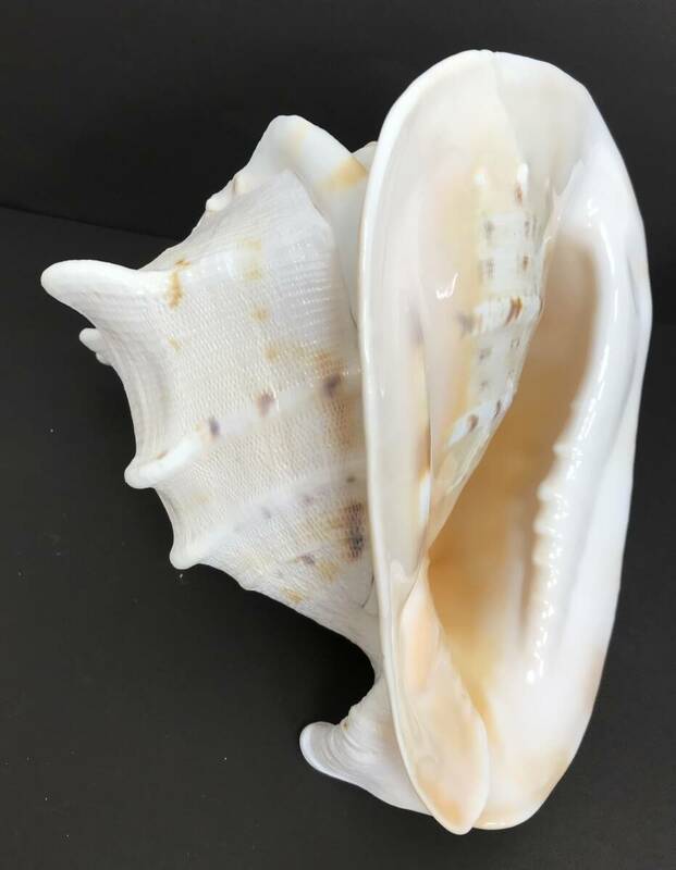 N296 貝殻 標本 トウカムリガイ 貝 約255㎜