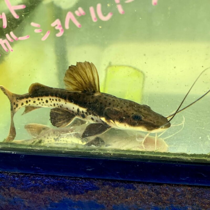 熱帯魚　レッドテールキャット×タイガーショベルノーズ　約5-10cm±　※雄雌のご指定不可　レッドテールタイガーシャベルノーズキャット　