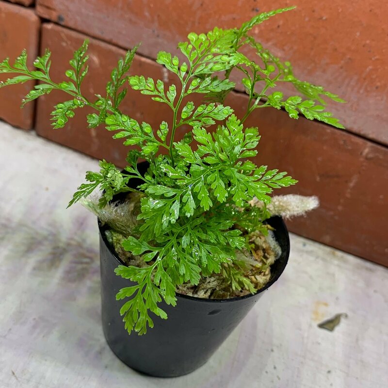 山野草　トキワシノブ 　常盤忍　1POT　テラリウム　パルダリウム　コケリウム　観葉植物