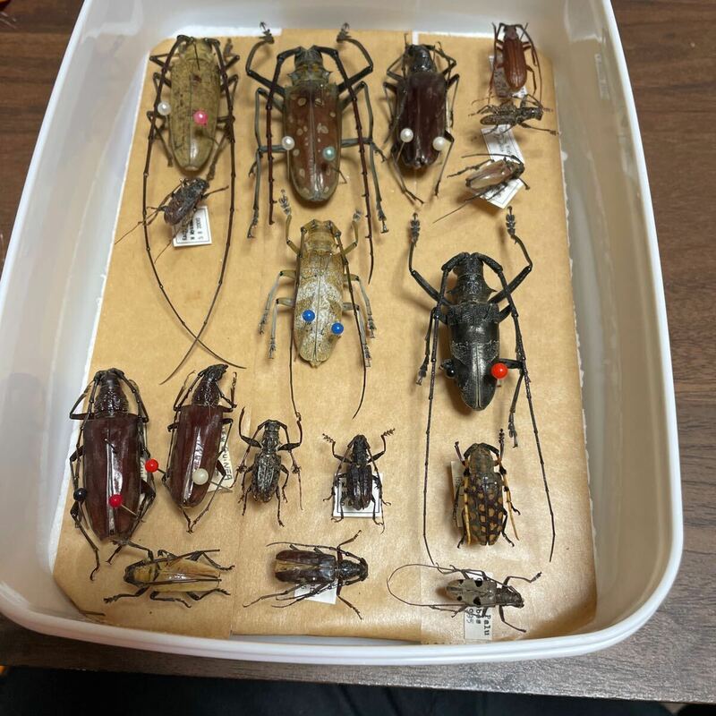 標本 昆虫 複数セット 
