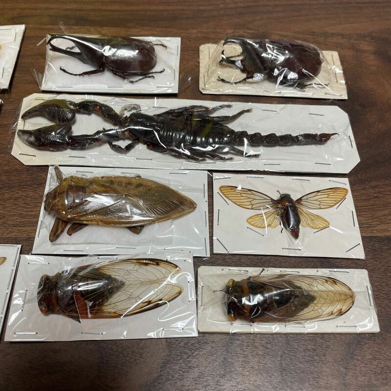 標本 昆虫 複数セット サソリ カブトムシ セミ