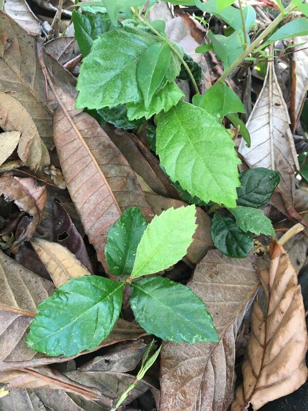 ☆琵琶の苗 5本 ビワ 無農薬 全長約5〜10cm☆果樹 /成長中/果実/植物