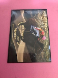 競馬ホースレーシングトレーディングカードJRA賞モーリスメモリアル記念カード新品未使用レア品