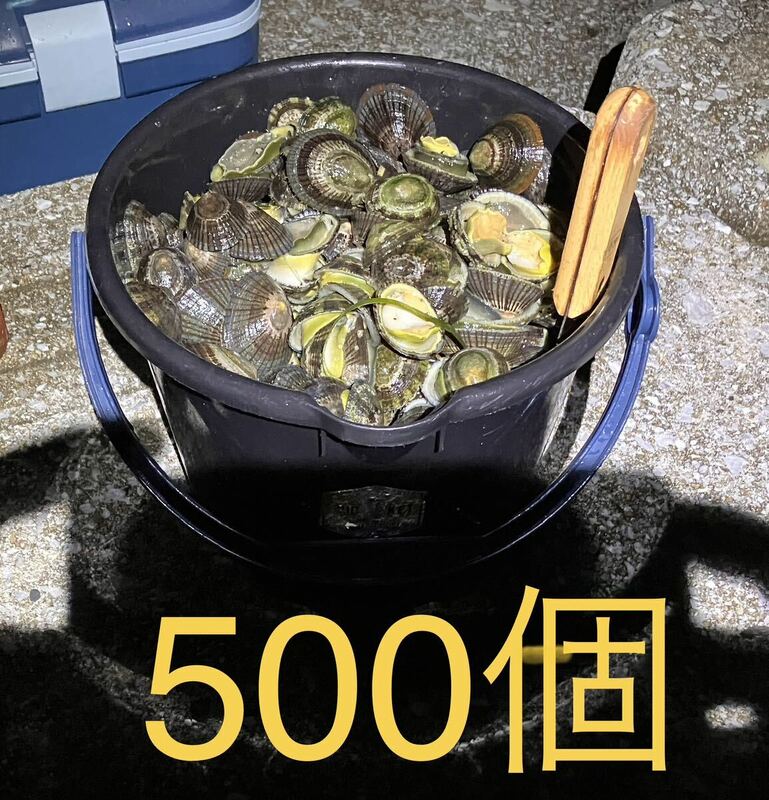 【送料無料】冷凍マツバ貝500個　石鯛　イシガキダイ　黒鯛　釣り餌　ジンガサ　カサガイ