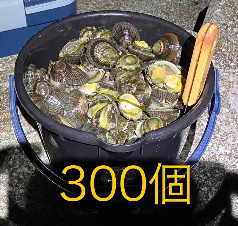 【送料無料】冷凍マツバ貝　300個　石鯛　イシガキダイ　黒鯛　釣り餌　ジンガサ　カサガイ