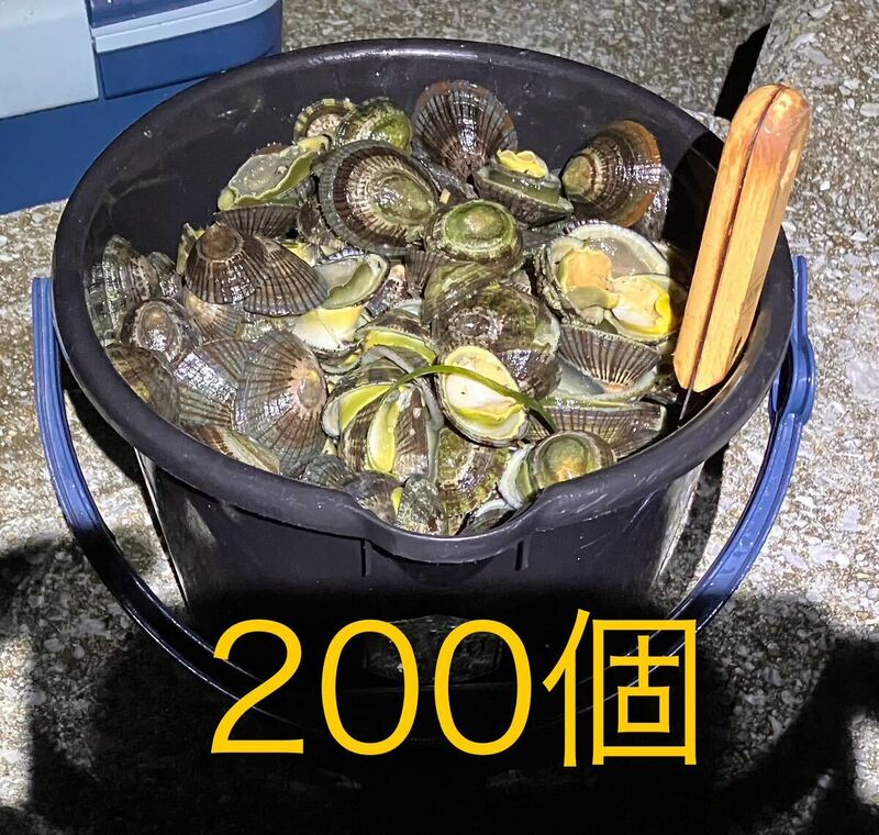【送料無料】冷凍マツバ貝　200個　石鯛　イシガキダイ　黒鯛　ジンガサ　カサガイ　釣り餌
