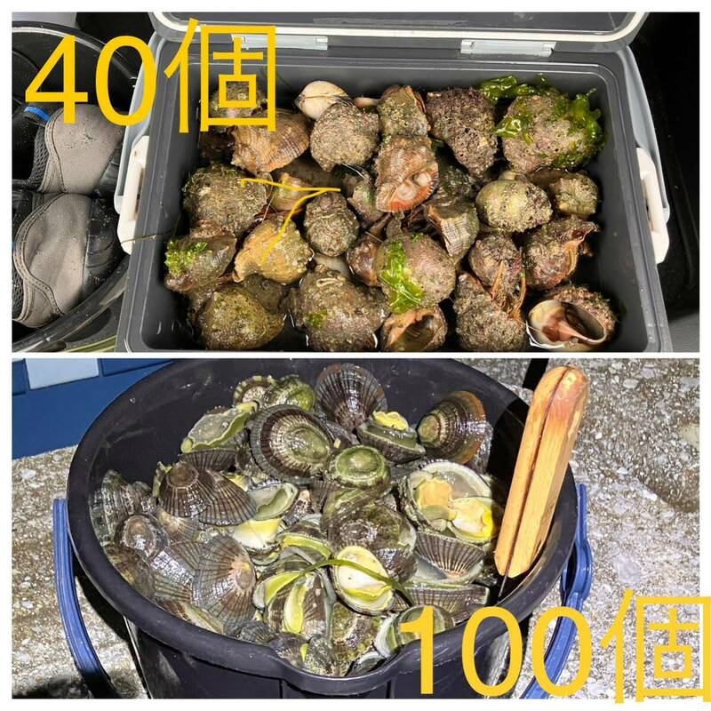 【送料無料】冷凍ヤドカリ40個　冷凍マツバ貝100個　石鯛　イシガキダイ　黒鯛　釣り餌
