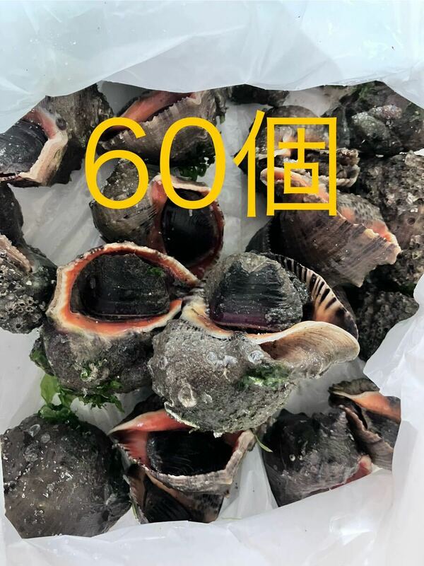 【送料無料】冷凍アカニシ貝60個　石鯛　イシガキダイ　黒鯛　釣り餌