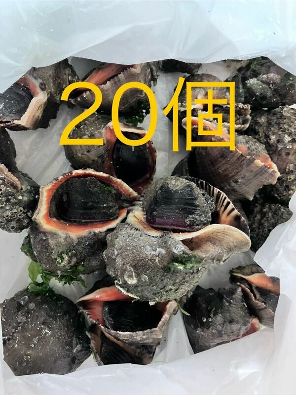 【送料無料】冷凍アカニシ貝20個　石鯛　イシガキダイ　黒鯛　釣り餌