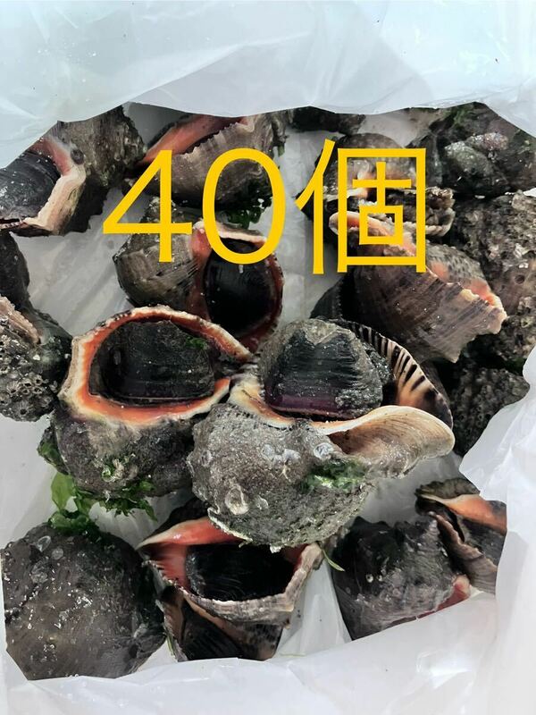 【送料無料】冷凍アカニシ貝40個　石鯛　イシガキダイ　黒鯛　釣り餌