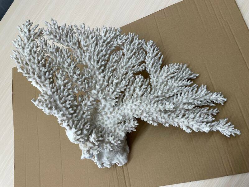 ☆562 沖縄産 珊瑚 サンゴ サンゴ礁 置物 オブジェ インテリア 装飾品 約52cm×約25cm