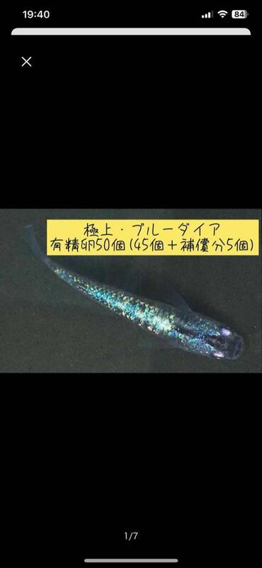 極上　ブルーダイアメダカ　有精卵50(45個＋補償分5個)