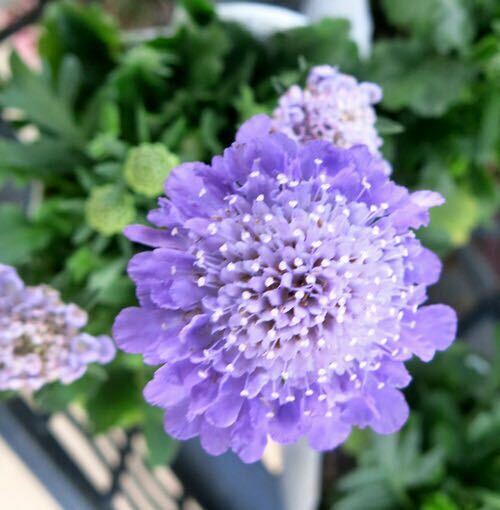 スカビオサ ブルー　苗 1株　ブルーの花が魅力の宿根草 耐寒性多年草