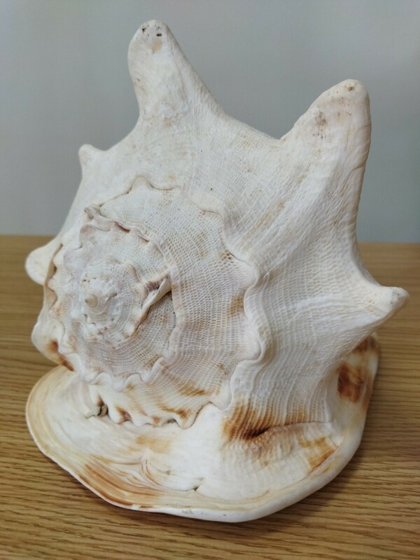 トウカムリ　置物 インテリア オブジェ 巻貝　トウカムリガイ　貝殻　アンティーク