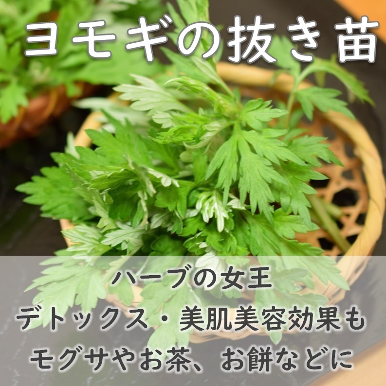 送料無料◆ヨモギ 抜き苗 大き目1株 ハーブの女王 漢方薬草などに 天然 宿根草 多年草 耐寒性 園芸