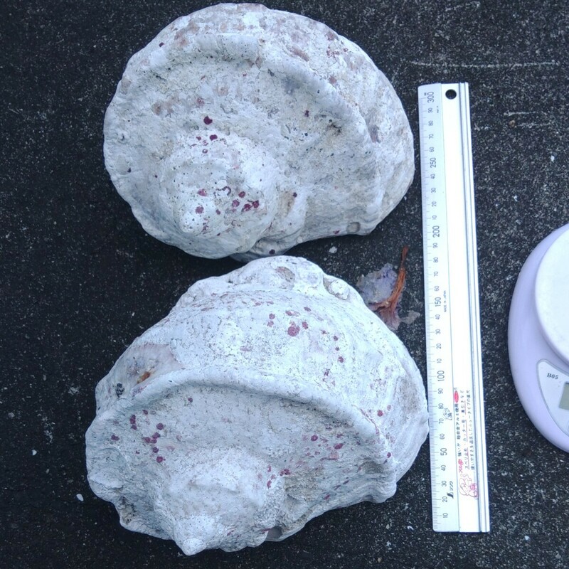 夜光貝　貝殻 約 1.44kg 1.45kg 2個セット　螺鈿　漁具加工　釣具加工　アクセサリー　インテリア　水槽