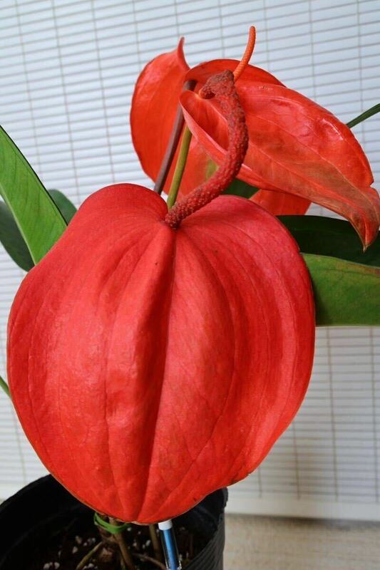 セリゼリアナム　アンスリウム Anthurium scherzerianum 観葉植物　熱帯植物　シェルツェリアナム　ベニウチワ　オレンジ　アンスリューム