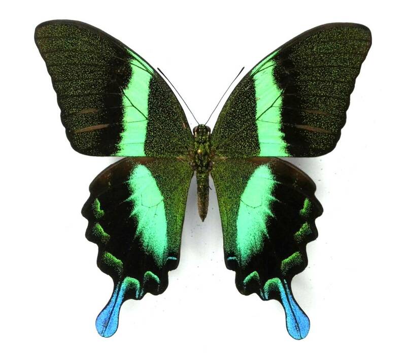 蝶　標本　オオルリオビアゲハ　fruhstorferi　♂　South Sulawesi