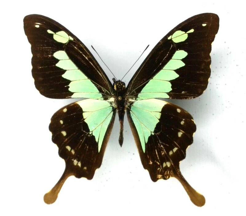蝶　標本　フォルカスミドリアゲハ　ruscoei　♂　Kenya
