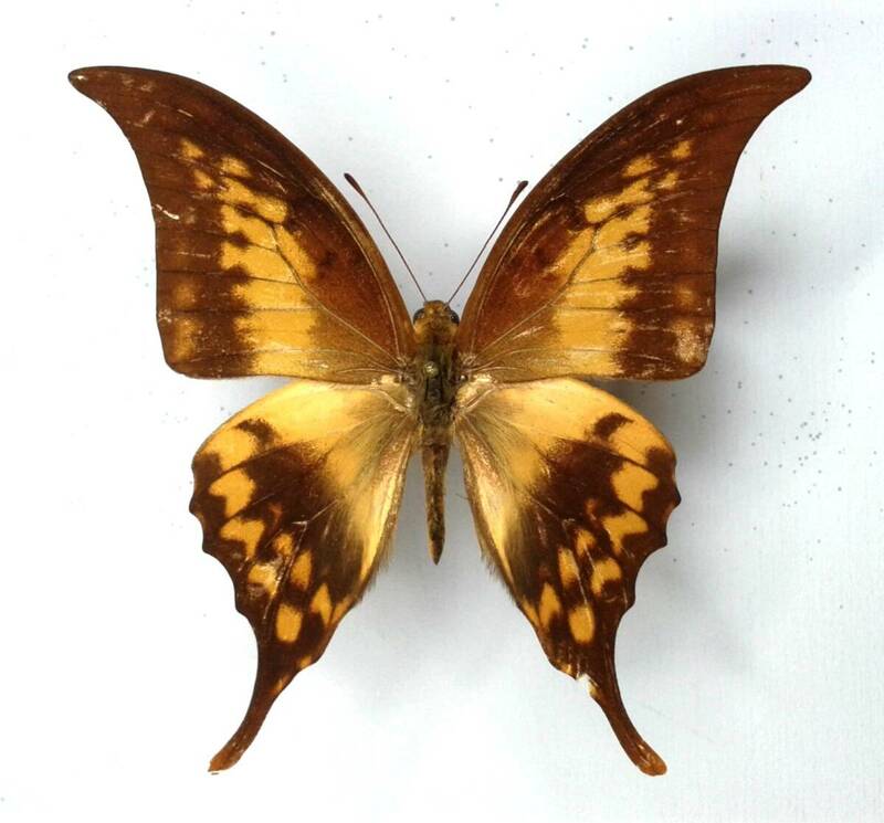 蝶　標本　カギバアゲハ　ciminius　♂　South Sumatra