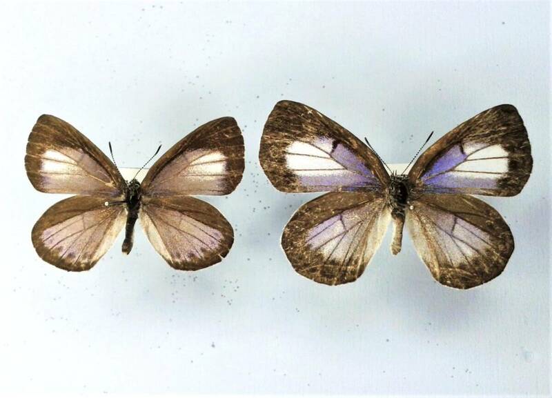 蝶　標本　ウラゴマダラシジミ　Pair　和歌山県