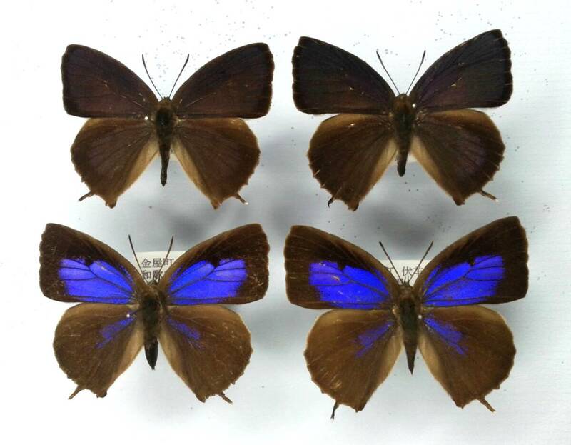 蝶　標本　ムラサキツバメ　2♂2♀　和歌山県