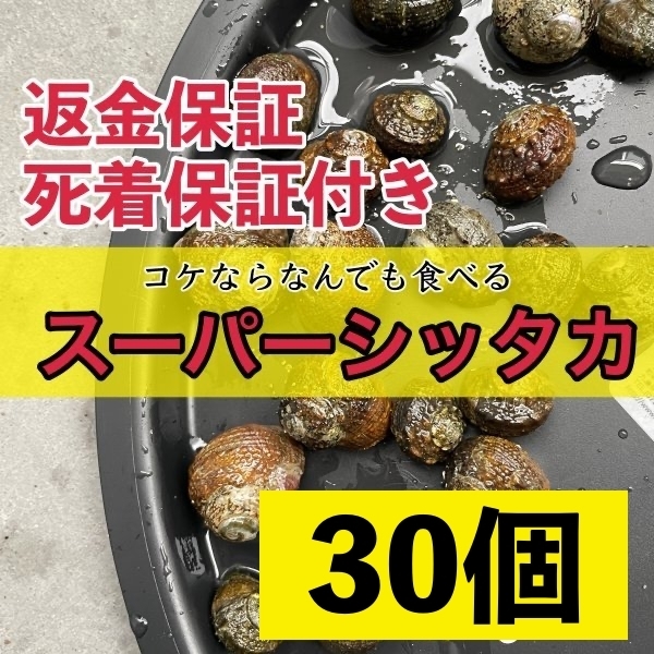 【30個＋α】スーパーシッタカ貝★コケ取り貝　コケトリ貝★薬浴・トリートメント済み