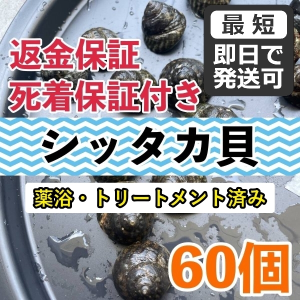 【60個＋α】シッタカ貝　兵庫県産　海水　コケ取り貝　コケトリ貝