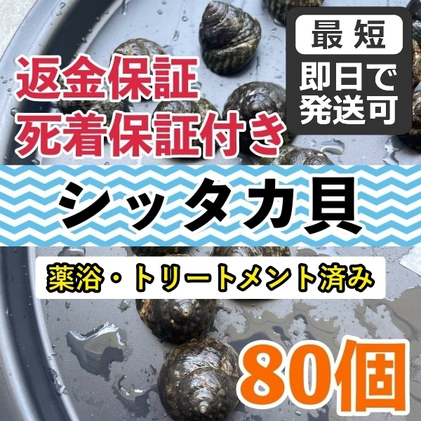 【80個＋α】シッタカ貝　兵庫県産　海水　コケ取り貝　コケトリ貝