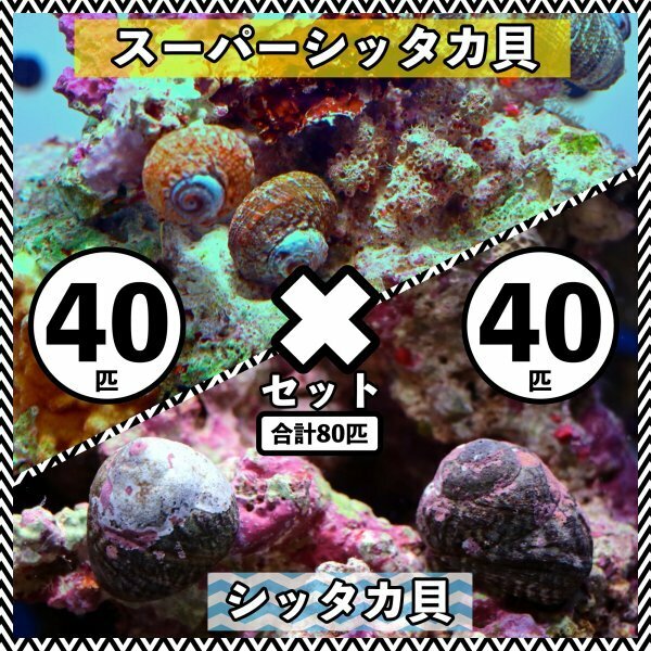 【各40匹 合計80匹】シッタカ貝×スーパーシッタカ貝　コケ取り貝セット　海水魚　生体