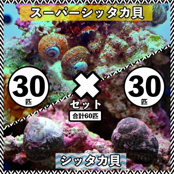 【各30匹 合計60匹】シッタカ貝×スーパーシッタカ貝　コケ取り貝セット　海水魚　生体
