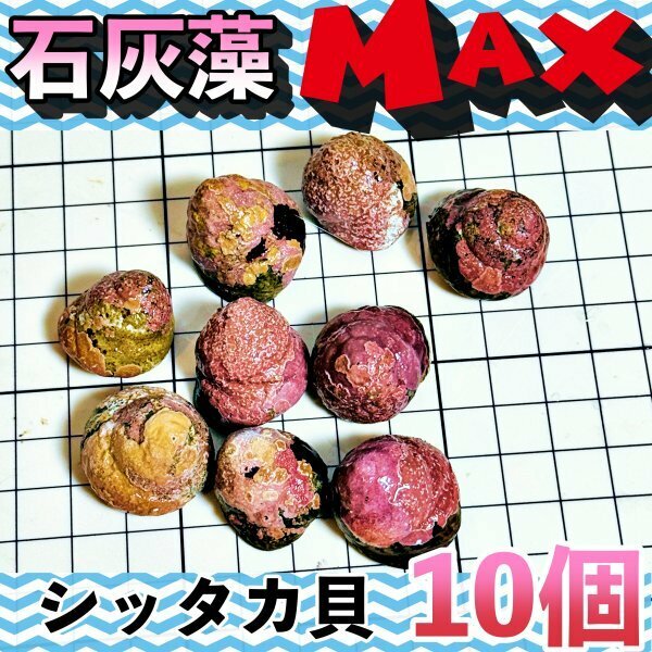 【10個＋α】シッタカ貝　石灰藻MAX type　数量限定　兵庫県産　海水　コケ取り貝　コケトリ貝