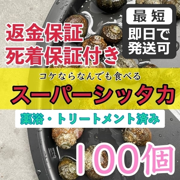 【100個＋α】スーパーシッタカ貝★コケ取り貝　コケトリ貝★薬浴・トリートメント済み！