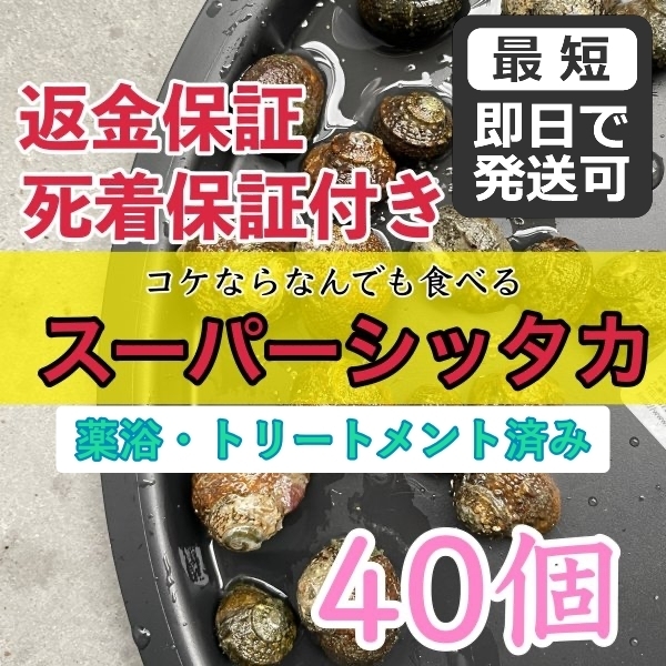 【40個＋α】スーパーシッタカ貝★コケ取り貝　コケトリ貝★薬浴・トリートメント済み！