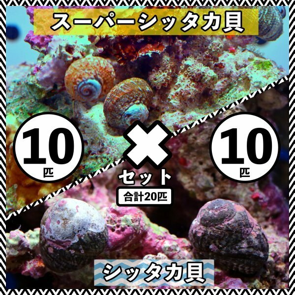 【各10匹 合計20匹】シッタカ貝×スーパーシッタカ貝　コケ取り貝セット　海水魚　生体