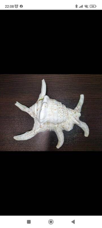 沖縄県産　スイジガイ　クモガイ　サイズ約２０１７センチ　貝殻