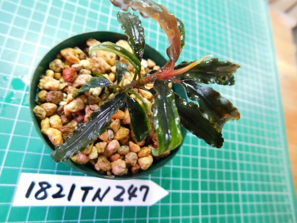 ◎1821TN247　 (自家栽培）水草　ブセファランドラ　Bucephalandra sp.　Biblis