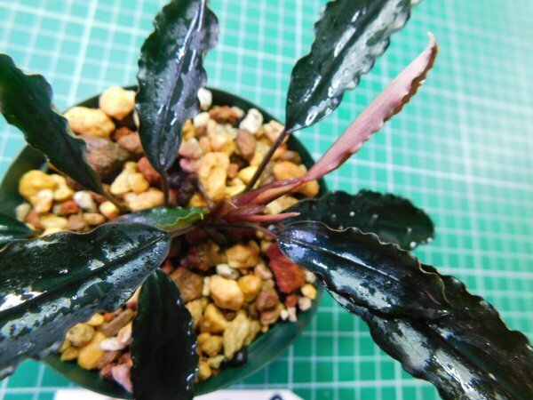 ◎1900TN249　 (自家栽培）水草　ブセファランドラ　Bucephalandra sp. Mini Purple②